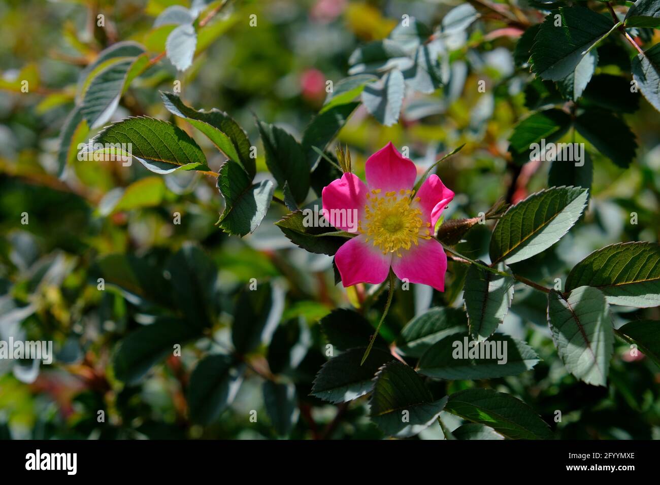 Bellissimi petali rossi di una rosa di cane (Rosa glauca) presso i giardini ornamentali di Ottawa, Ontario, Canada. Foto Stock