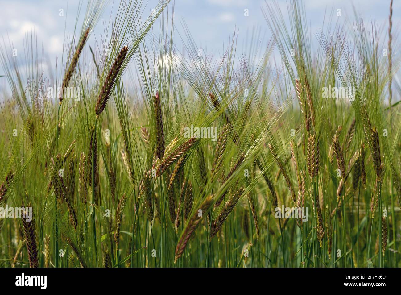 Campo di grano verde in una giornata di sole con cielo blu. Foto Stock