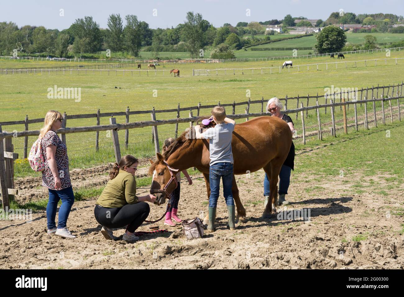 Horse grooming , allevamento Kent, Inghilterra Foto Stock