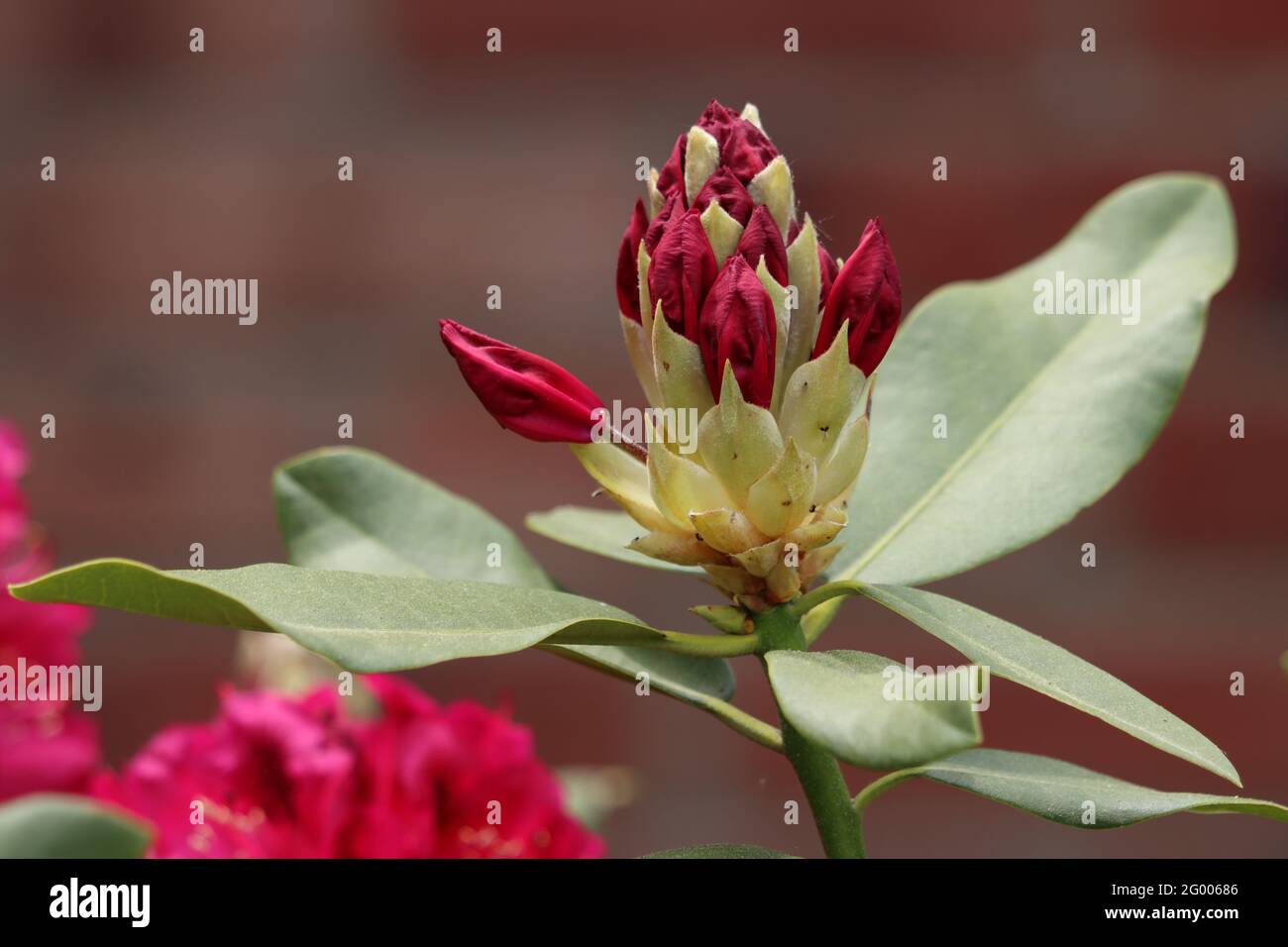Rododendro fiorisce in primavera Foto Stock