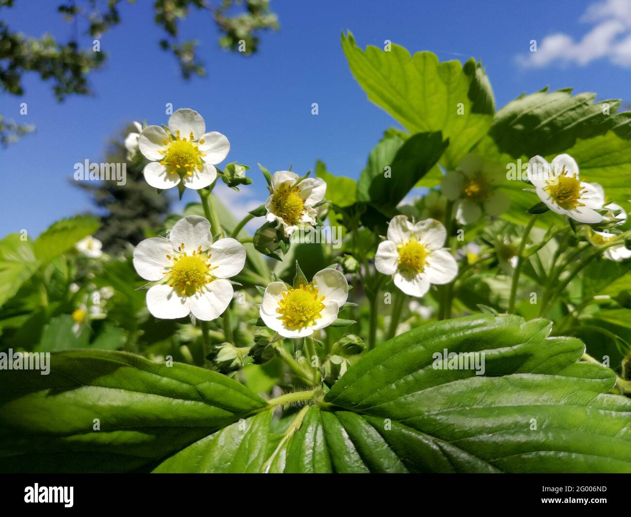 Pianta di fragola in fiore di fronte al cielo blu in primavera da un angolo molto basso Foto Stock