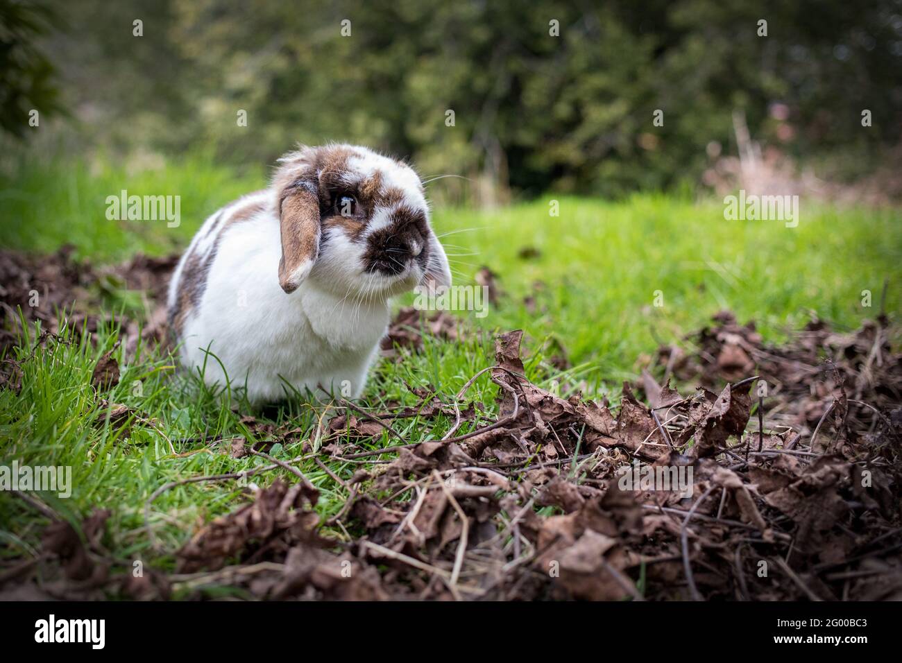Femmina Holland Lop coniglio fuori in erba Foto Stock