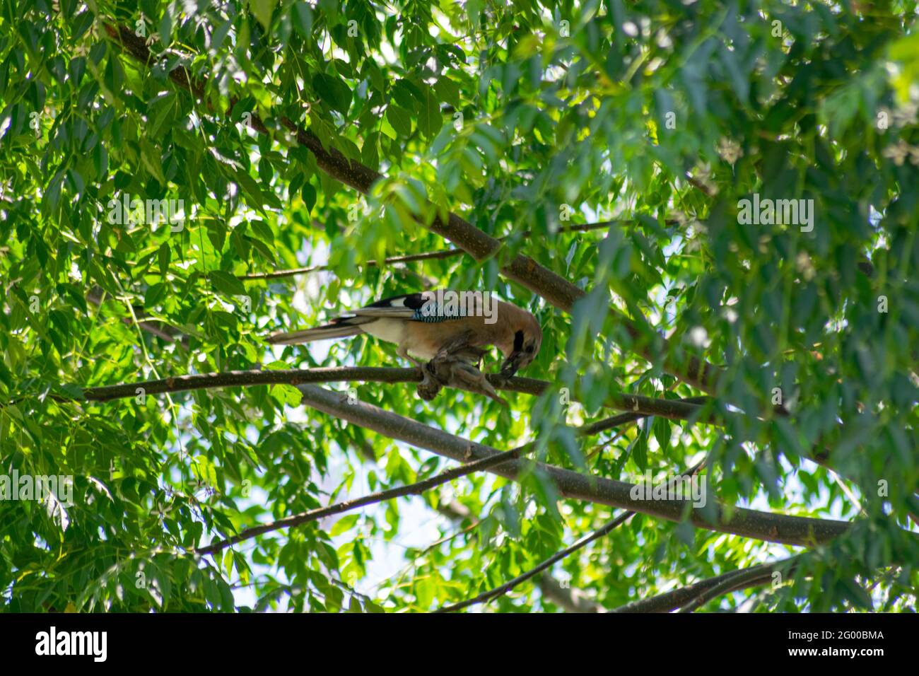 Jay uccello, mangiare un fresco cacciato giovane Sparrow su un albero. Rara immagine del comportamento predatore dell'uccello Jay sui piccoli uccelli, l'uccello Jay che uccide uno Sparrow. Garrulus glandarius Foto Stock