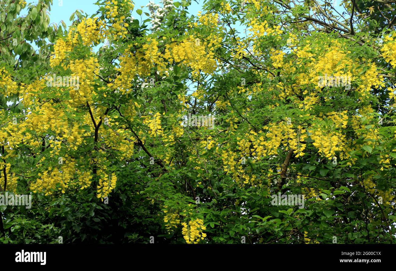 Laburnum x vossii 'Watereri', fiori gialli, albero Foto Stock