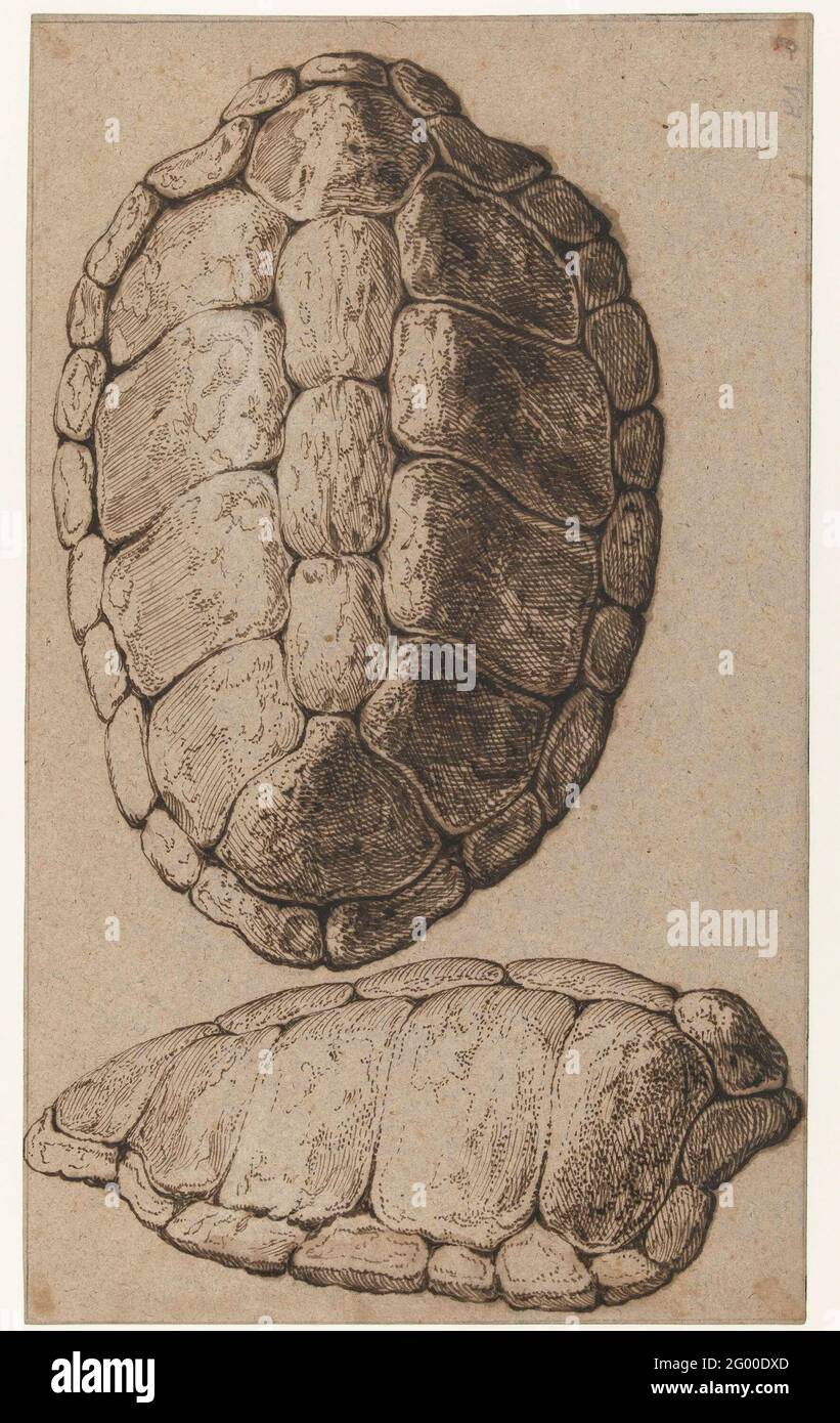 Studio di un guscio di una tartaruga. Alla fine del XVI secolo, gli artisti si interessarono sempre più alla natura. Il circolo di amici di Jacques de Gheyn comprendeva diversi scienziati. La sua esperienza e le eccellenti capacità osservazionali gli hanno permesso di ritrarre piante e animali con meticolosa accuratezza. De Gheyn disegnò questa immagine di un guscio tartaruga dall'alto e dal lato come avrebbe fatto uno scienziato, osservando il suo soggetto da diverse angolazioni. Foto Stock