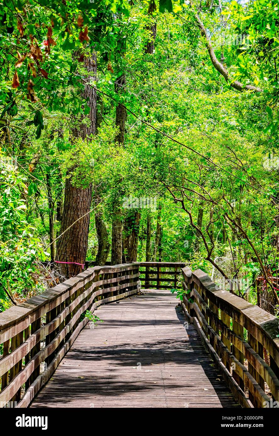 Una passerella si snoda attraverso una foresta di tesori dell'Alabama presso la riserva di Weeks Bay a Fairhope, Alabama. Foto Stock