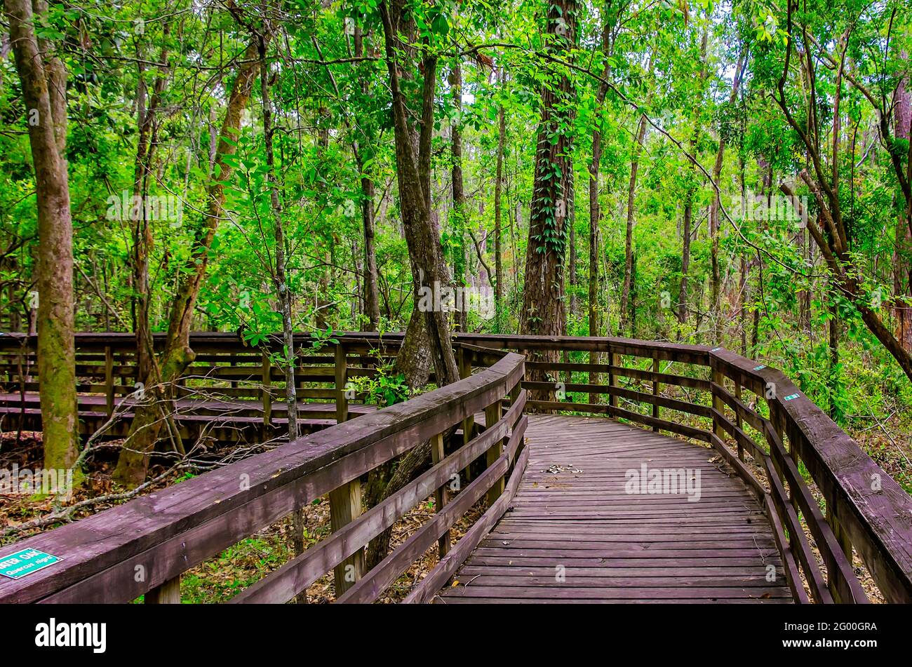 Una passerella si snoda attraverso una foresta di tesori dell'Alabama presso la riserva di Weeks Bay a Fairhope, Alabama. Foto Stock