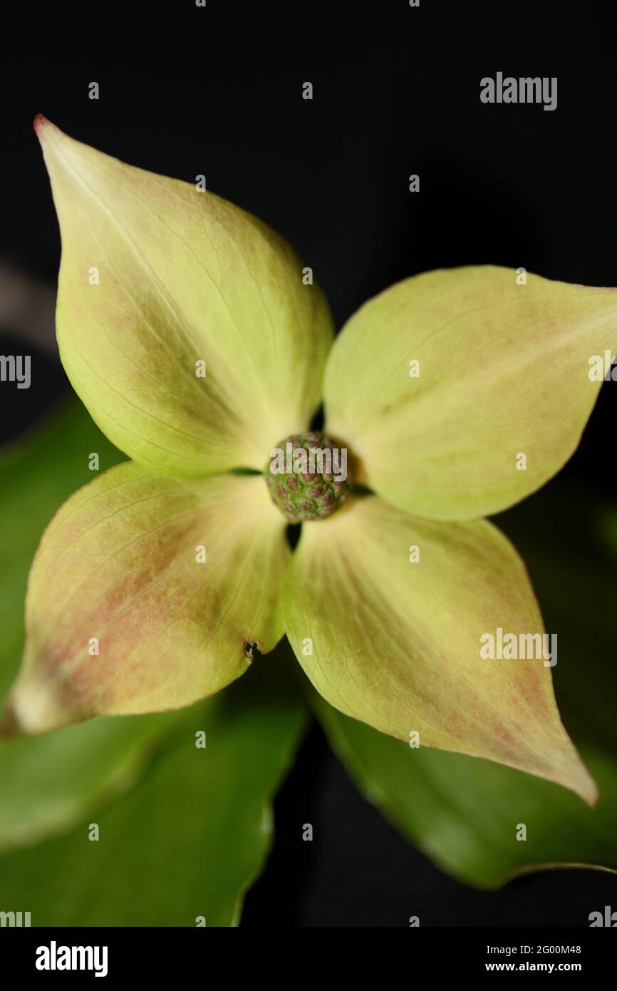 Fiore bianco fiore primo piano cornus kousa famiglia cornaceae botanica stampe di grande formato di alta qualità di sfondo moderno Foto Stock