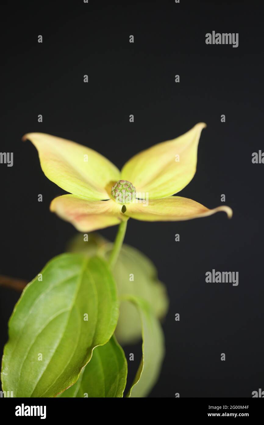 Fiore bianco fiore primo piano cornus kousa famiglia cornaceae botanica stampe di grande formato di alta qualità di sfondo moderno Foto Stock