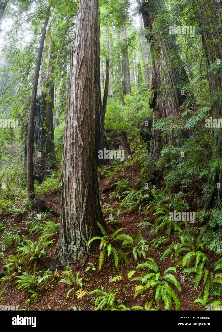 Gli alberi di sequoia e la vegetazione altra prosperano nel clima umido e costiero della California del Nord. Questa regione è sede di ampie fasce di foresta vergine. Foto Stock