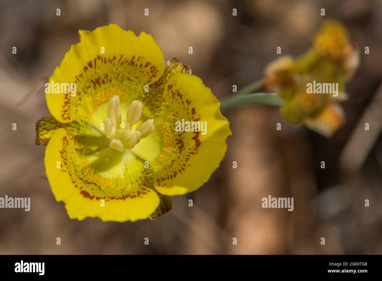 Il giglio giallo di mariposa (Calochortus luteus) un fiore colorato e vibrante della California. Foto Stock