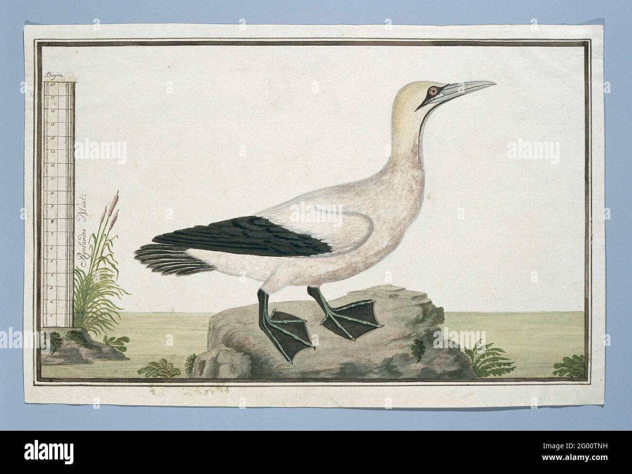 Morus capensis (Capo Gannet). Studio sugli uccelli: Capo Jan-van-Gent (Morus capensis); con scala in Rijnlandse Maat. Foto Stock Morus capensis (Capo Gannet). Studio sugli uccelli: Capo Jan-van-Gent (Morus capensis); con scala in Rijnlandse Maat. Foto Stock