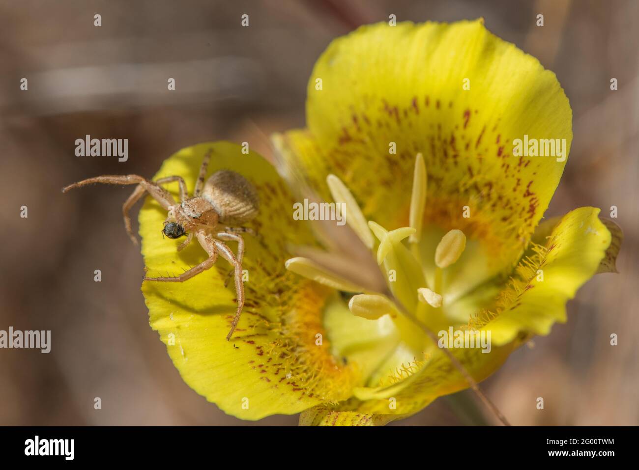 Ground Crab Spider (Xysticus sp) su un fiore giallo di mariposa (Calochortus luteus) nel parco statale Henry Coe in California. Foto Stock
