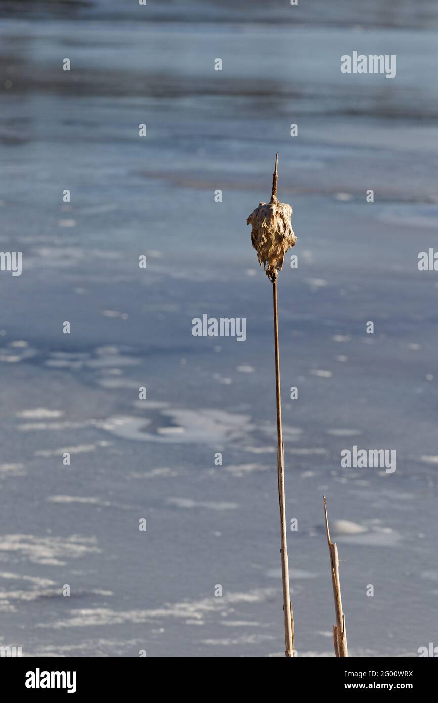Stabilimento Cattail in inverno. Quebec, Canada. Foto Stock