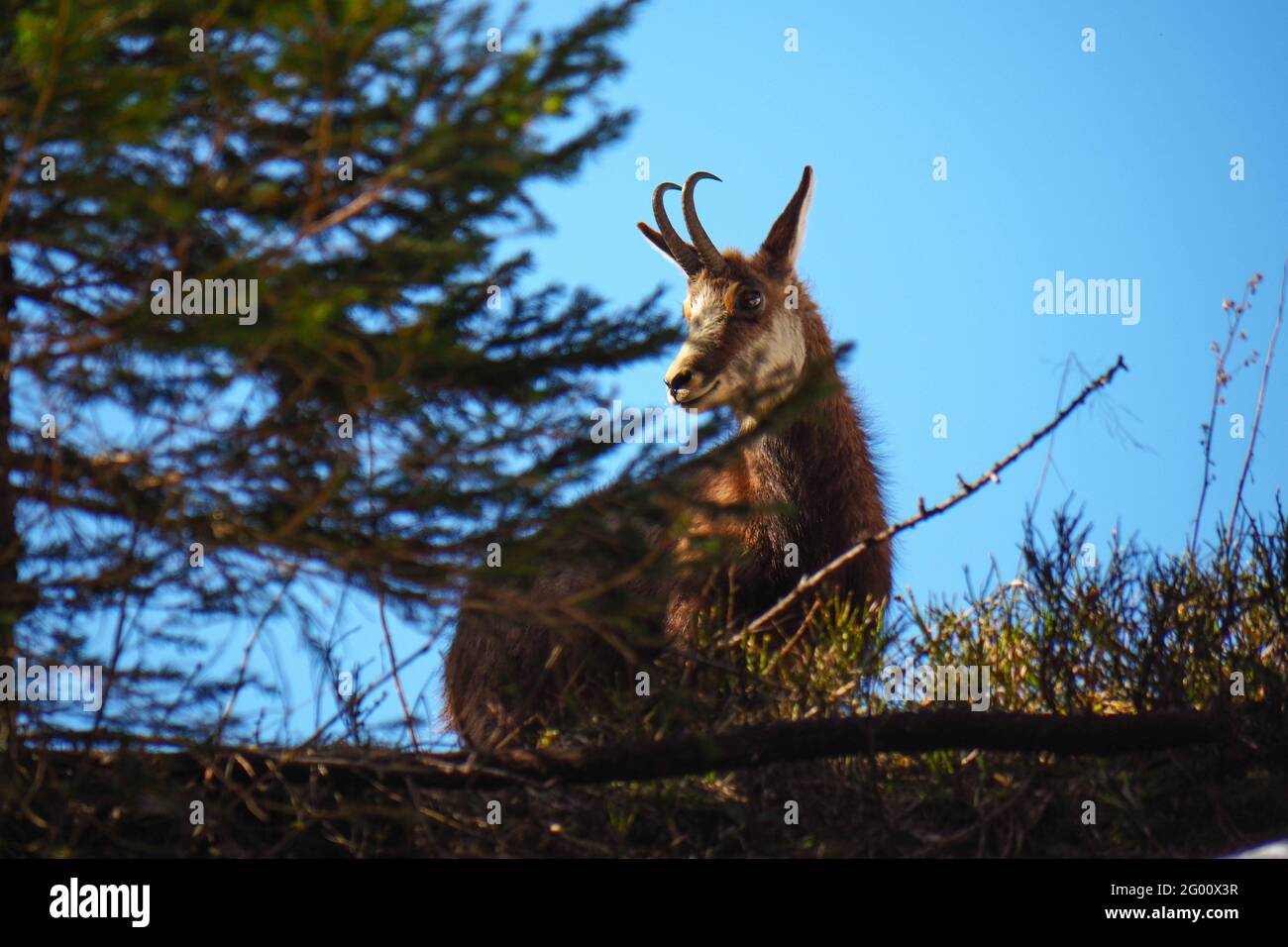 Il camoscio (Rupicapra rupicapra) nel selvaggio al parco nazionale di Berchtesgaden , Baviera, Germania Foto Stock