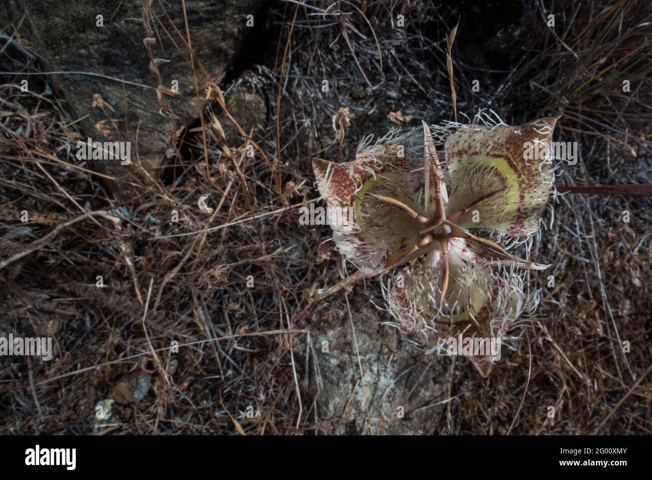 Tiburon Mariposa Lily (Calochortus tiburonensis) una pianta rara endemica della Riserva del Monte anello, nell'area della Baia di San Francsisco in California. Foto Stock