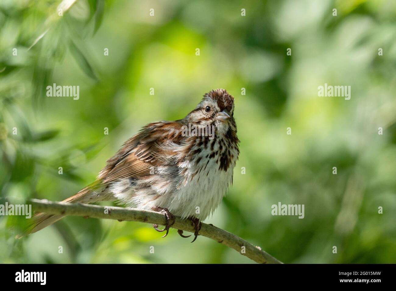 Canzone Sparrow (Melospiza melodia) Foto Stock