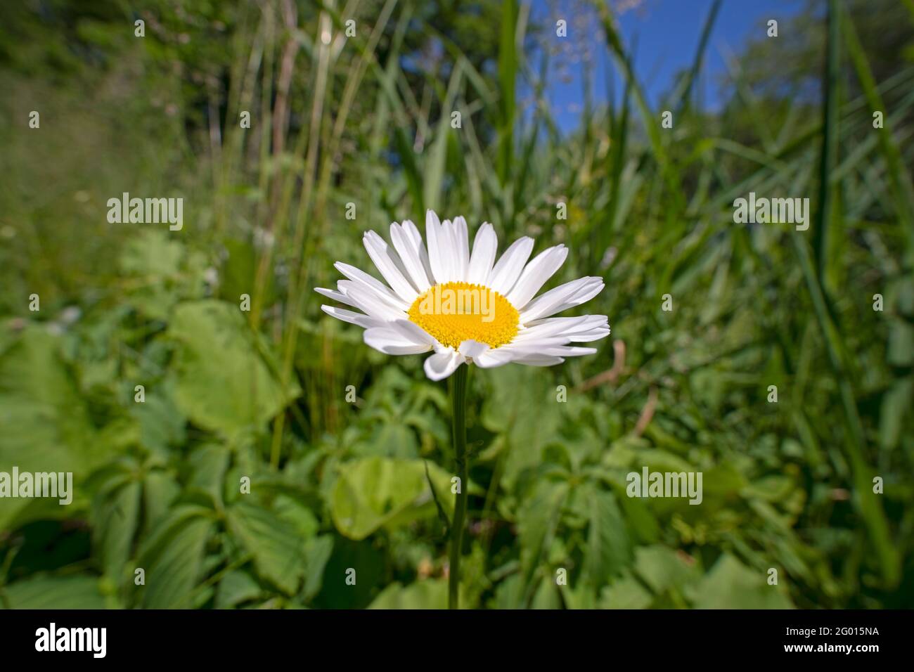 Un fiore Daisy, (Bellis perennis) Foto Stock