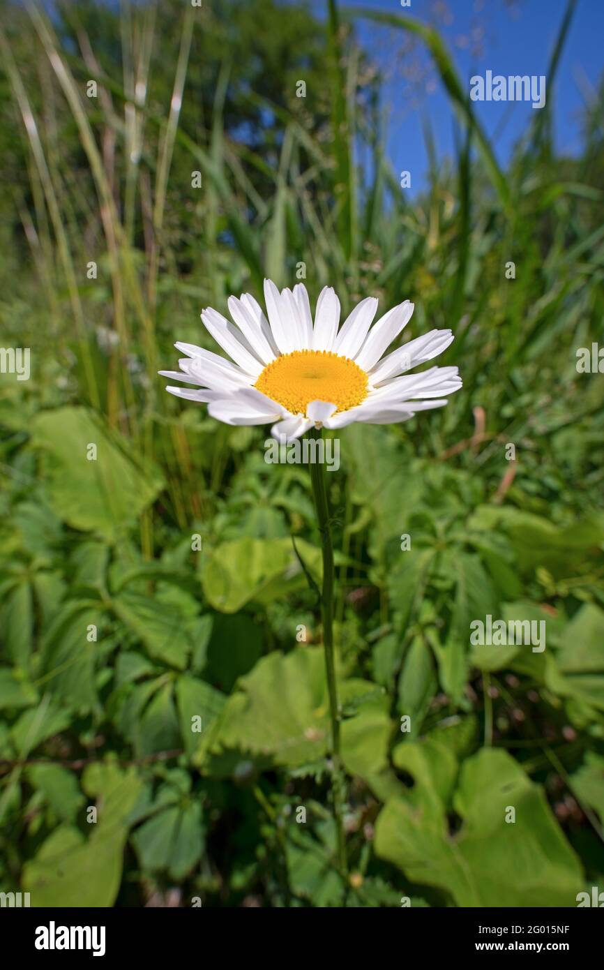 Un fiore Daisy, (Bellis perennis), circondato da erbacce Foto Stock