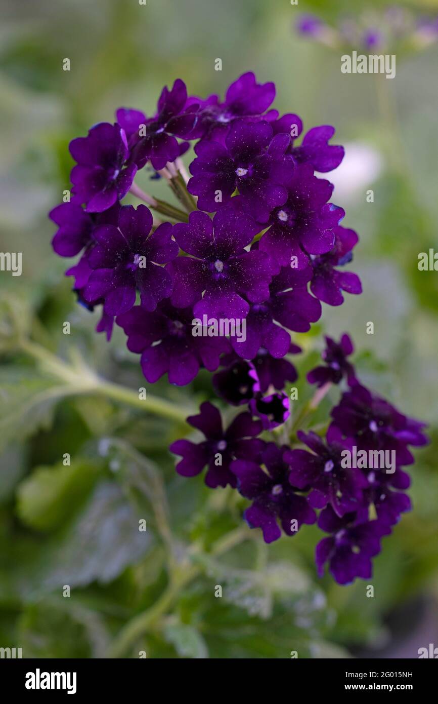 Verbena viola, Vervain, Fiori Foto Stock