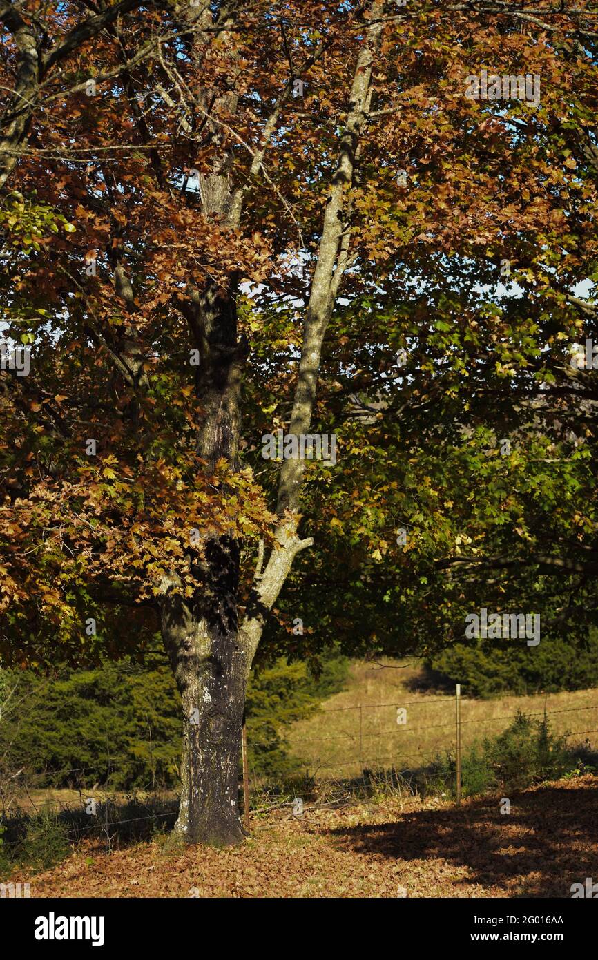 Albero con foglie autunnali da una recinzione e un campo Foto Stock