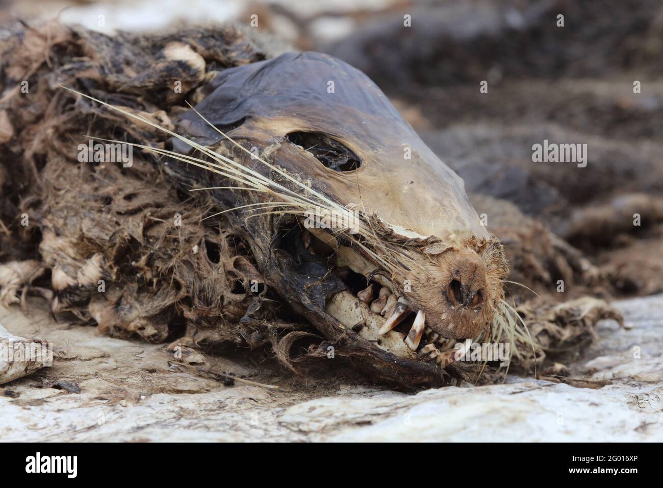 Neuseeländischer Seebär / Nuova Zelanda fur seal / Arctocephalus forsteri Foto Stock