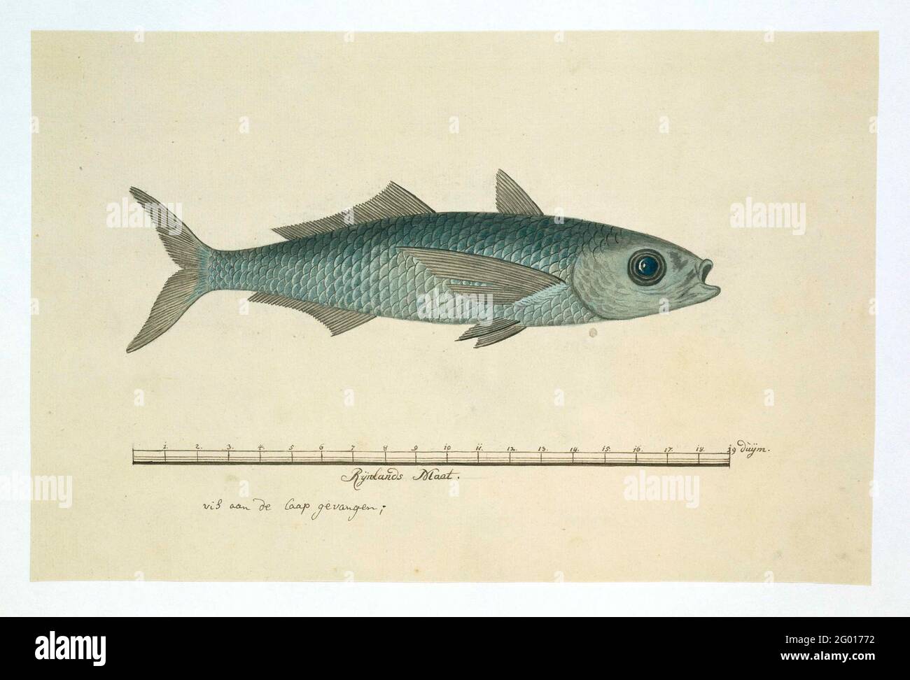 Pesci dell'ordine Mugilidae (Mullet). Un pesce (Mugilidae) catturato sul capo; con una scala in pollici Rijnlandse. Foto Stock