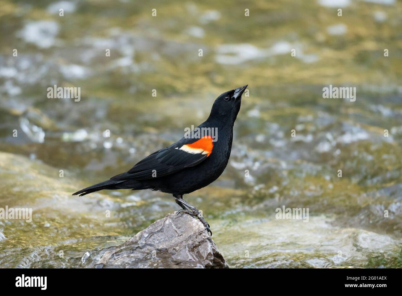 Blackbird alato rosso, (Agelaius phoeniceus), maschio, uccello, arroccato su una roccia in un ruscello Foto Stock