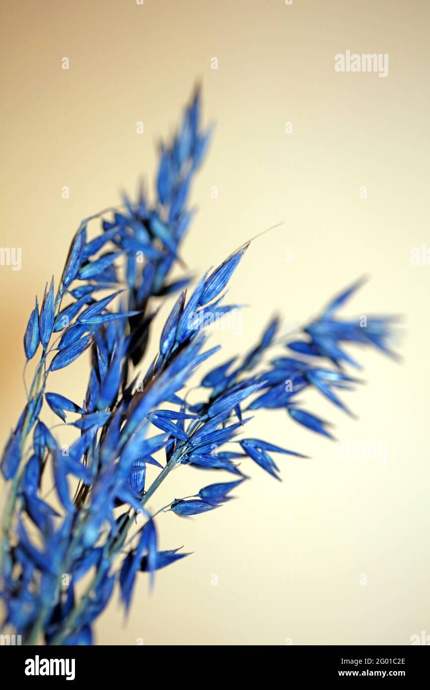 Decorazione grano colorato in blu sfondo botanico moderno di alta qualità stampe di grandi dimensioni triticum aestivum famiglia poaceae Foto Stock