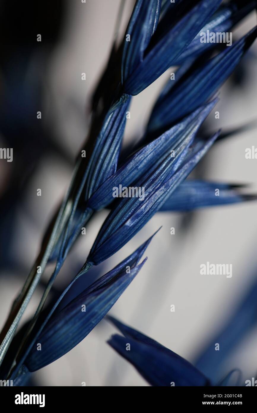 Decorazione grano colorato in blu sfondo botanico moderno di alta qualità stampe di grandi dimensioni triticum aestivum famiglia poaceae Foto Stock