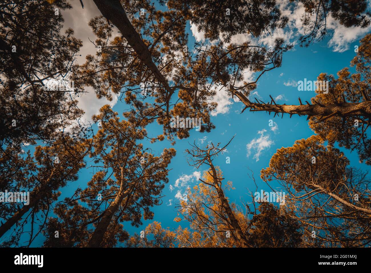Cime degli alberi arancioni e teali di una foresta vista dal basso in una giornata di sole con cielo blu Foto Stock