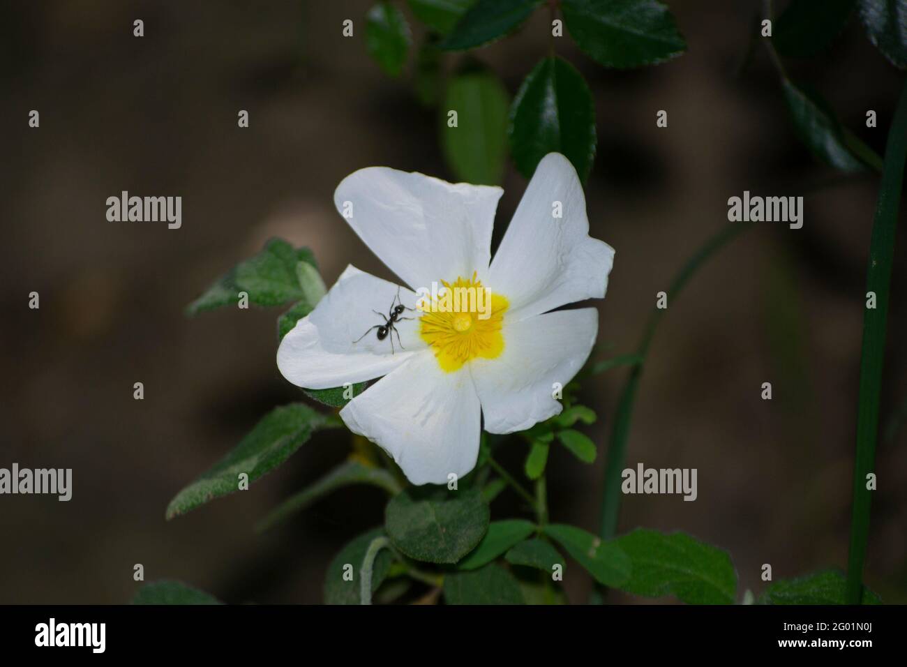 Salvia rosa di roccia lievitata (Cistus salvifolius) in fiore bianco, con una formica sui petali Foto Stock