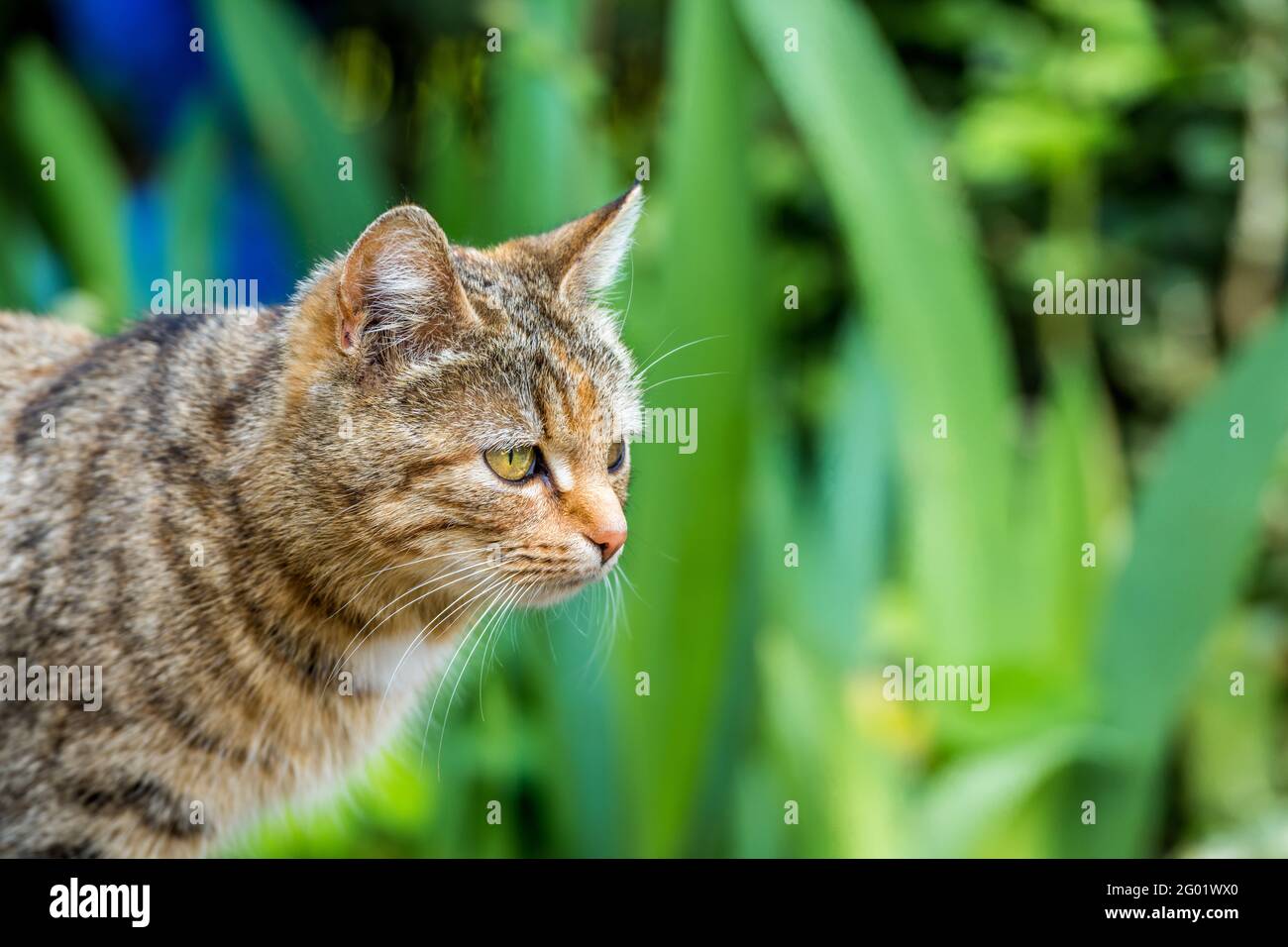 il gatto della casa nel giardino sta cercando preda Foto Stock