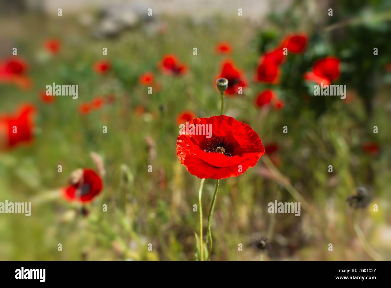 Primo piano di un fiore rosso papavero su uno sfondo di prato sfocato. Un bel fiore primaverile nella calda luce della sera. Piccola profondità di campo, luminosa Foto Stock