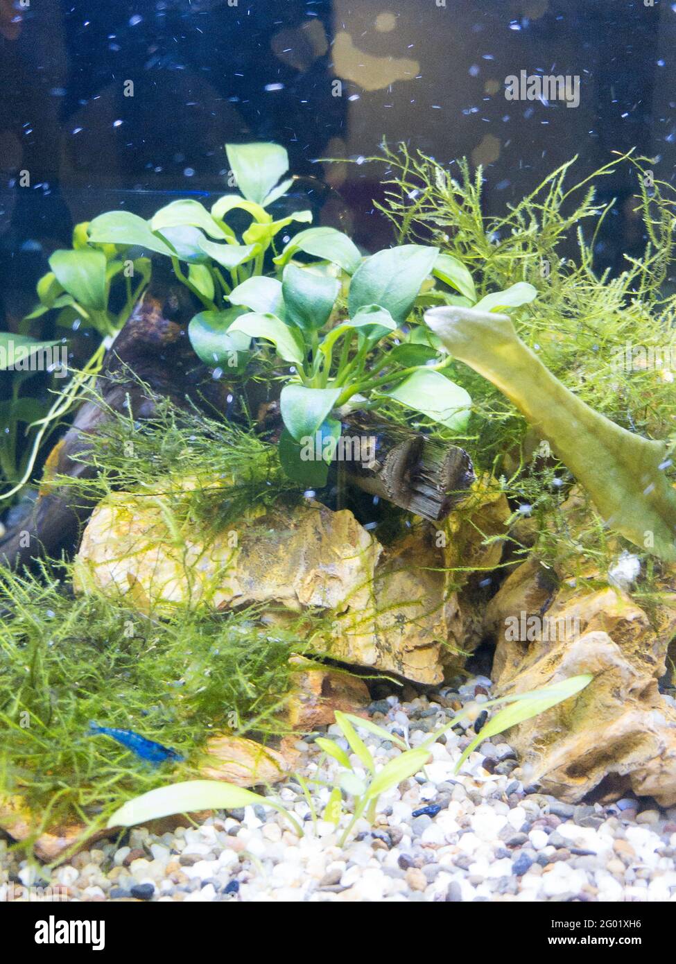 nano aquascaping con gamberi Foto Stock