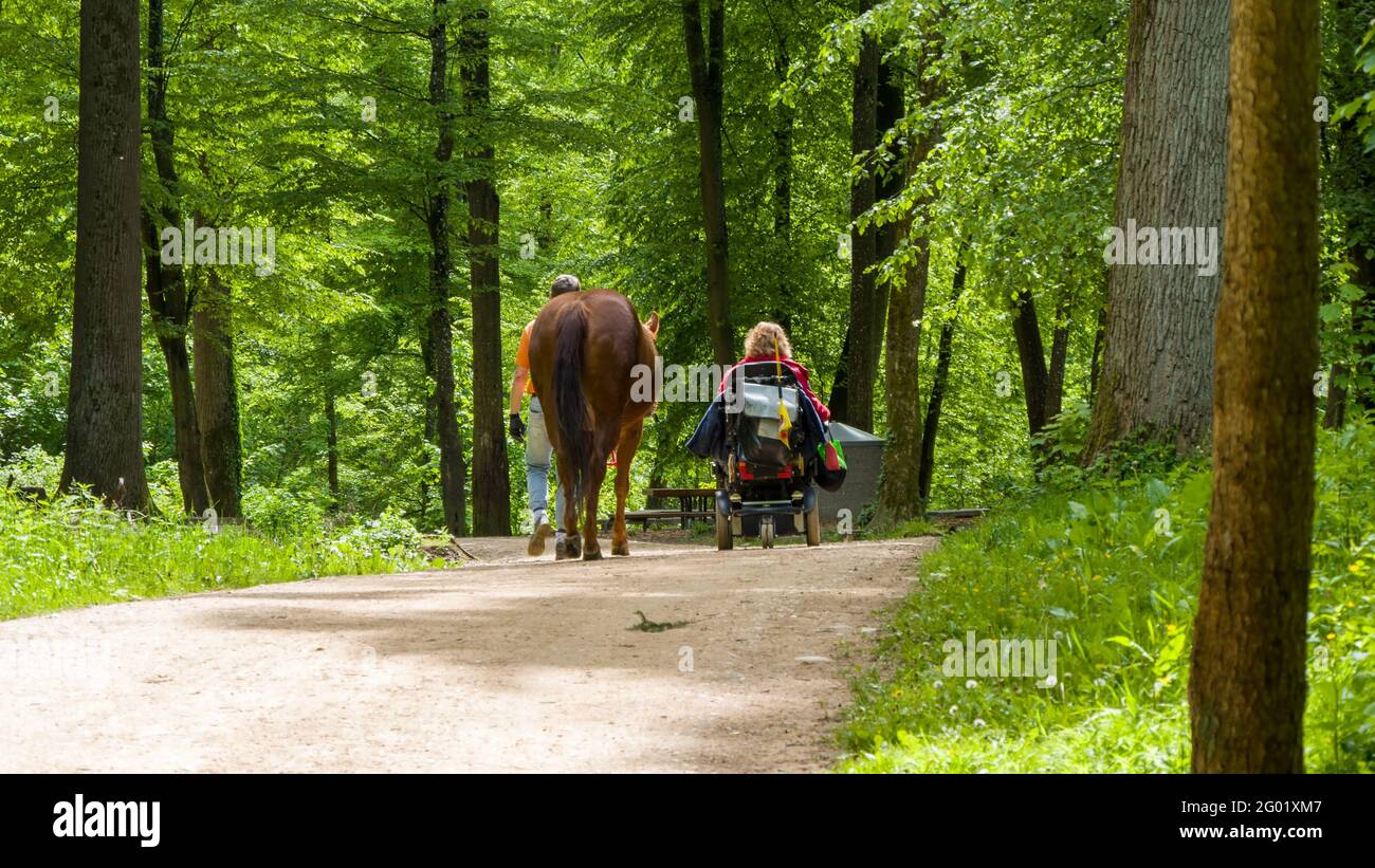 Passeggiata di una persona accessibile in sedia a rotelle con un cavallo nella foresta Foto Stock