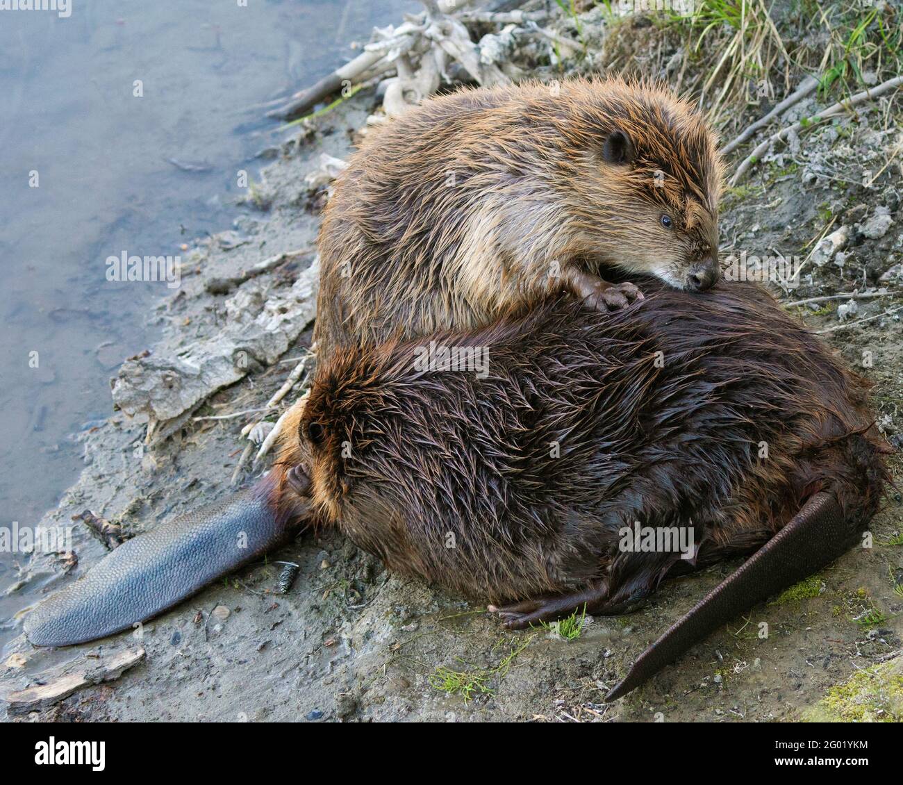 Due castori si governano l'un l'altro sul bordo dell'acqua su una riva del fiume. Foto Stock
