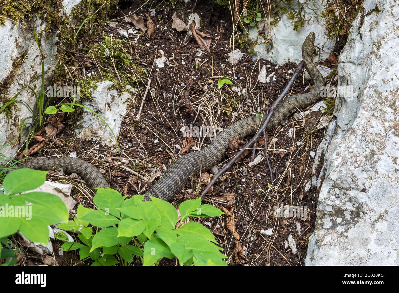 Serpente di dadi, Natrix tessellata nel Parco Nazionale di Plitvice, Croazia in Europa. Il serpente dei dadi è un serpente non venoso eurasiatico appartenente alla famiglia Co Foto Stock