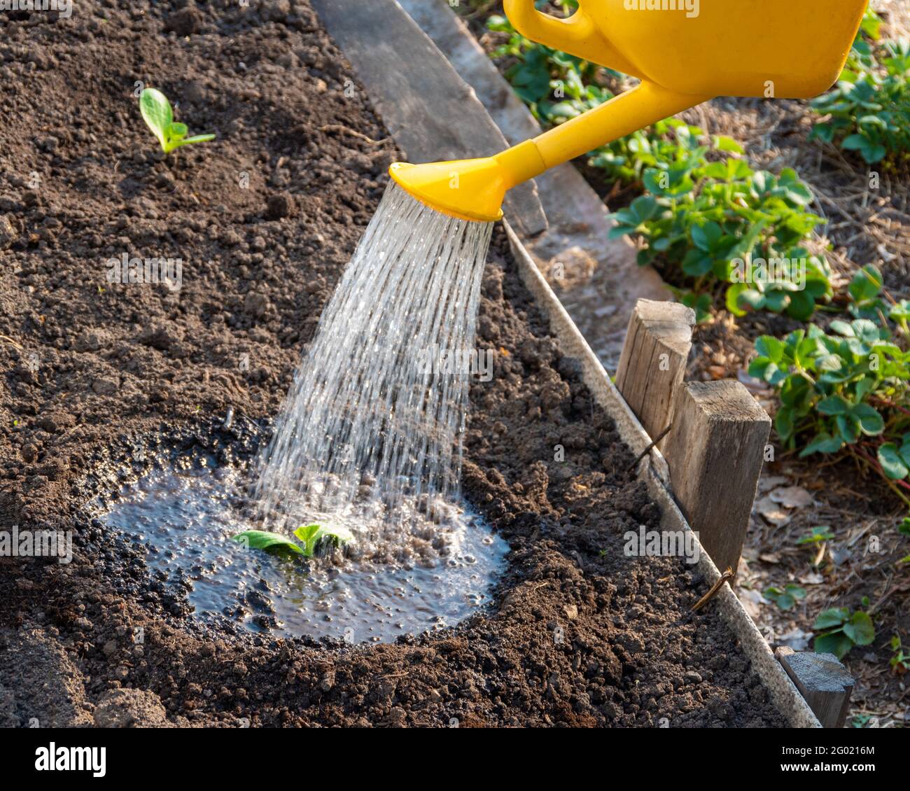 I germogli giovani vengono annaffiati da una lattina gialla nel giardino. Estati asciutte fanno annaffiare i campi un'attività quotidiana per gli agricoltori. Piantando piante in Foto Stock