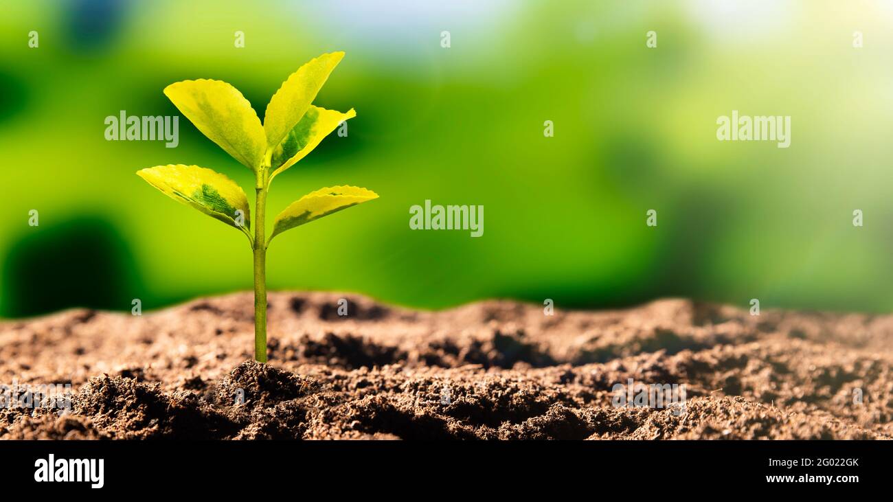 Pianta crescente, giorno della terra, concetto di protezione ambientale Foto Stock