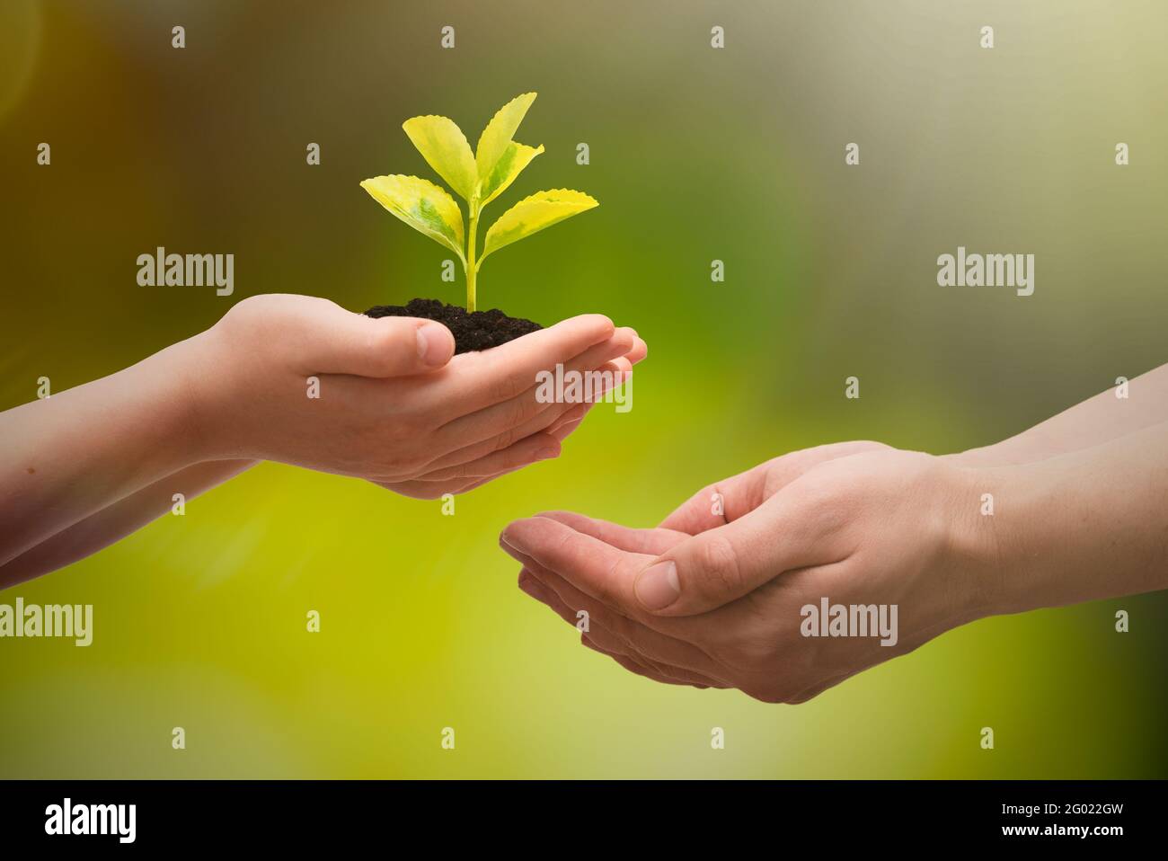 Pianta crescente a portata di mano. Giorno della Terra, concetto di protezione ambientale Foto Stock