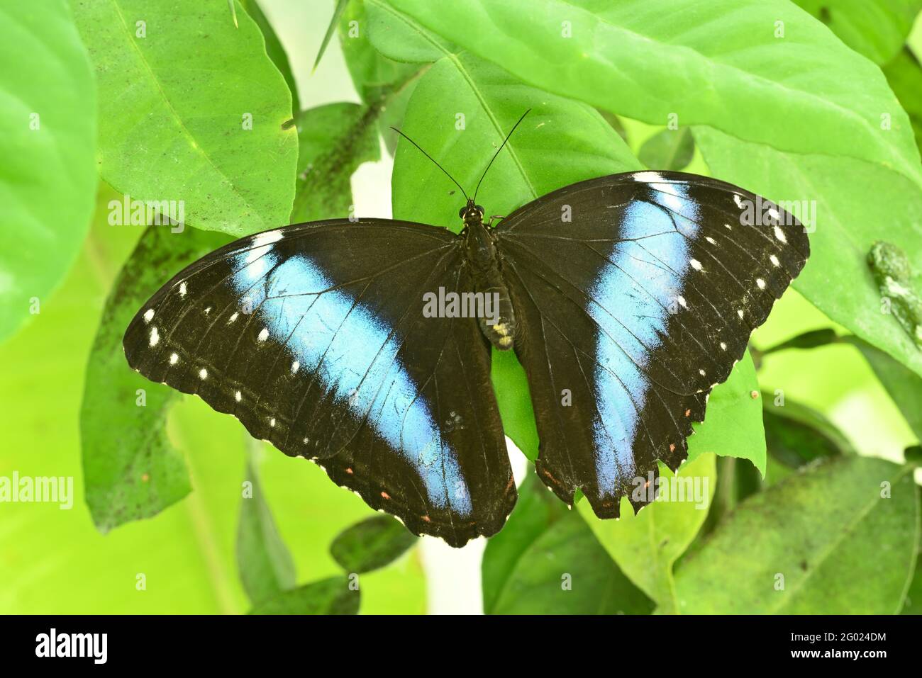 Farfalla tropicale colorata crogiolarsi su una foglia verde. Foto Stock