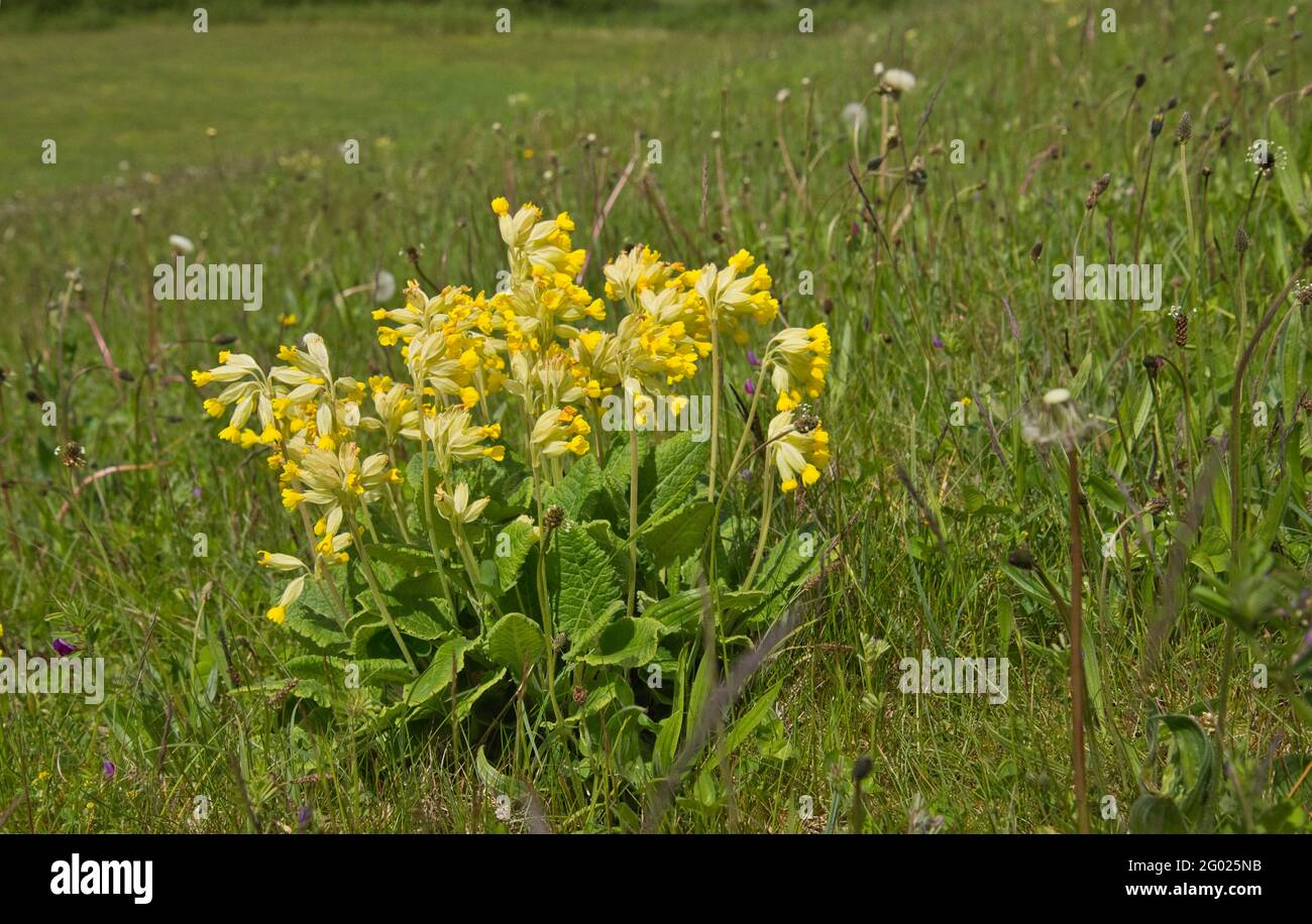 Un grumo di cowslips (Primula veris) che cresce sul terreno di gesso vicino Selborne, Hampshire Foto Stock