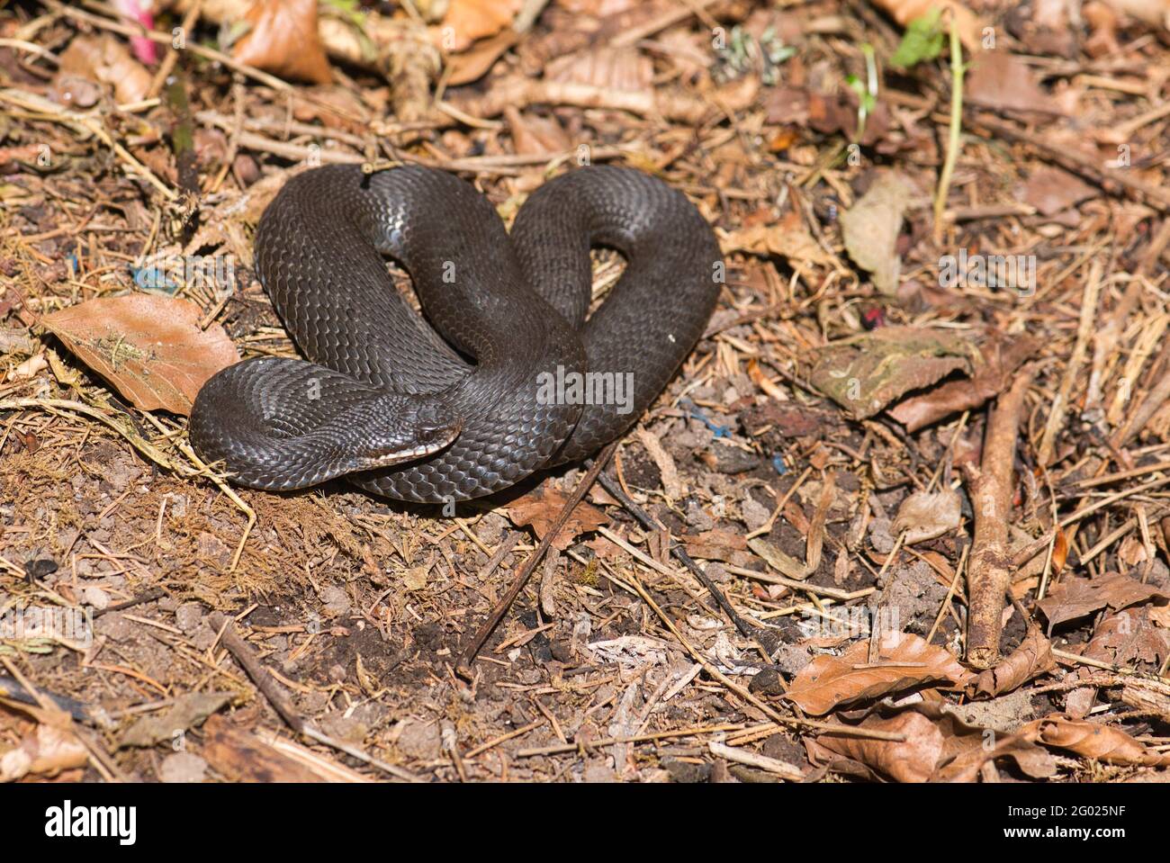 ADDER, o vipera settentrionale (Vipera berus), grigio scuro o individui neri non sono rari. Foto Stock