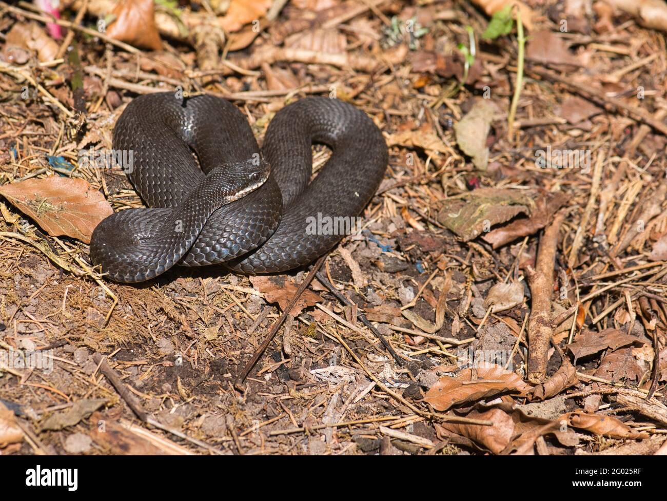 ADDER, o vipera settentrionale (Vipera berus), grigio scuro o individui neri non sono rari. Foto Stock