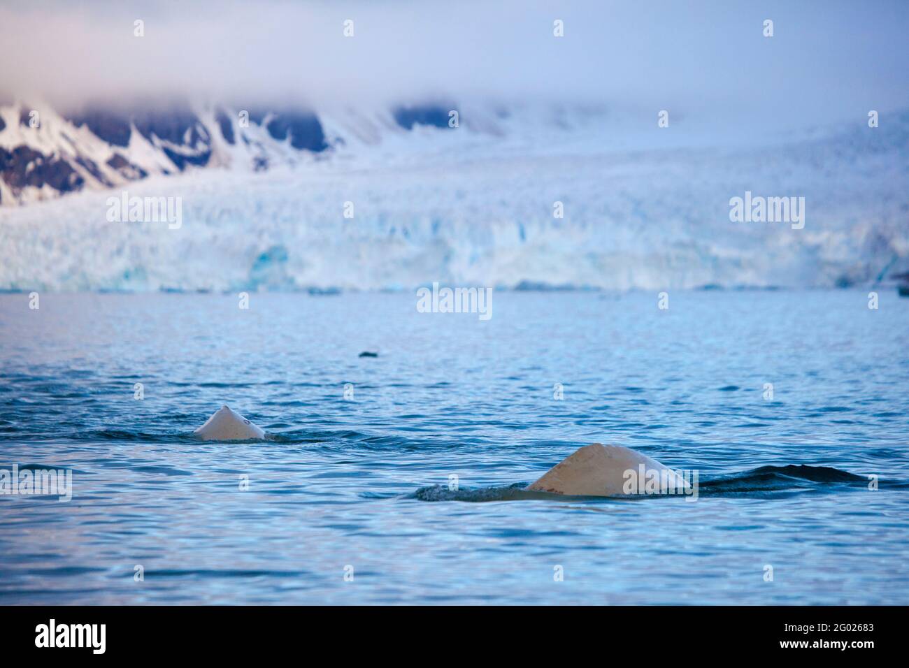 Beluga o balena bianca, Delfinappterus leucas a Leifdefjorden, Svalbard settentrionale. Leifdefjorden si trova all'interno del Parco Nazionale dello Spitsbergen Nord-Ovest (Nordv Foto Stock