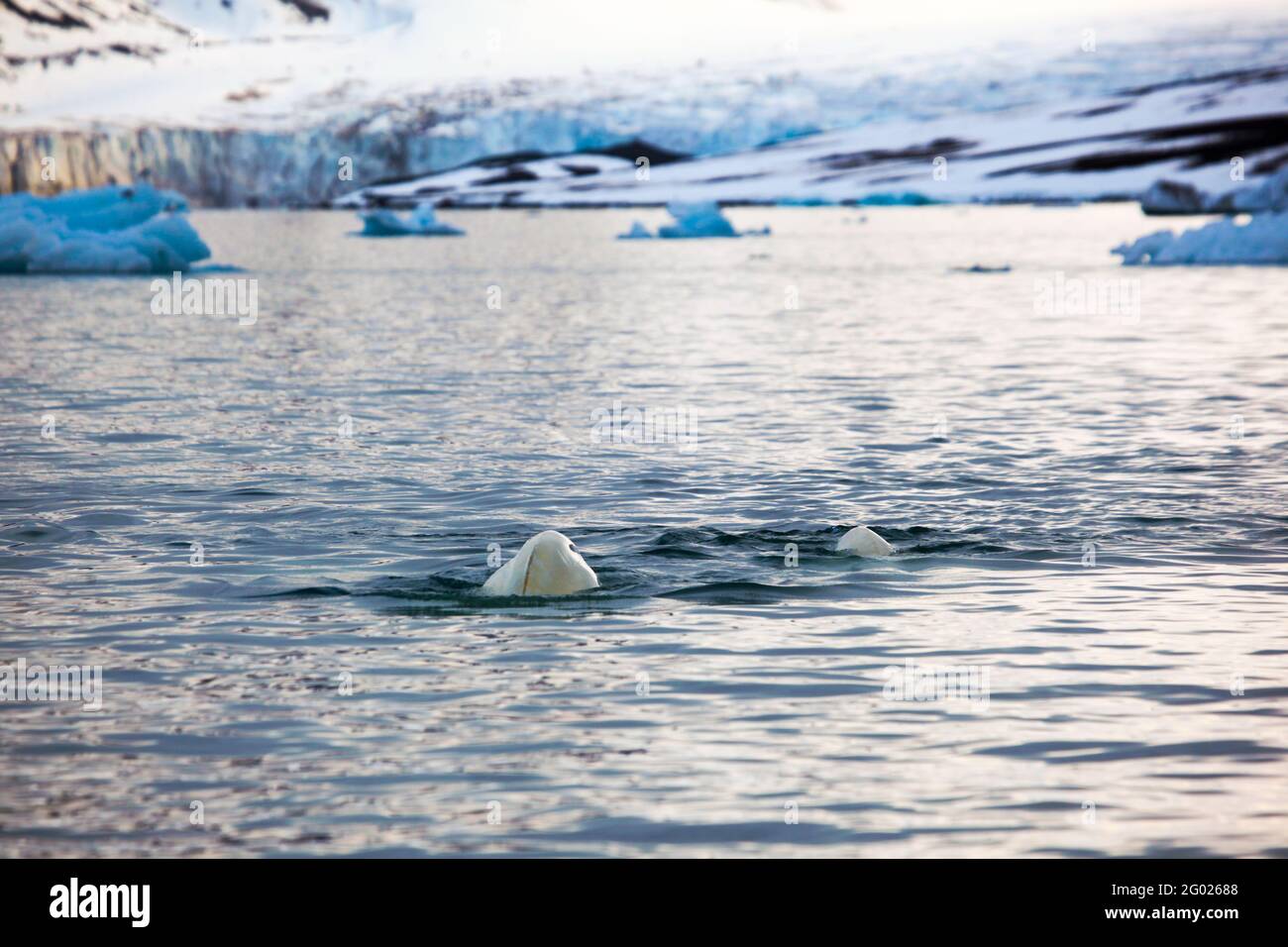 Beluga o balena bianca, Delfinappterus leucas a Leifdefjorden, Svalbard settentrionale. Leifdefjorden si trova all'interno del Parco Nazionale dello Spitsbergen Nord-Ovest (Nordv Foto Stock