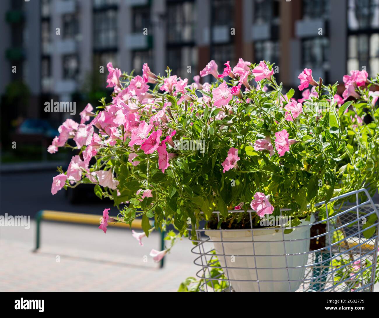 Un cespuglio di petunie rosa in una pentola sul balcone ondola nel vento. Petunia rosa fiore. Crescere in giardino. Fioritura in estate. Foto Stock