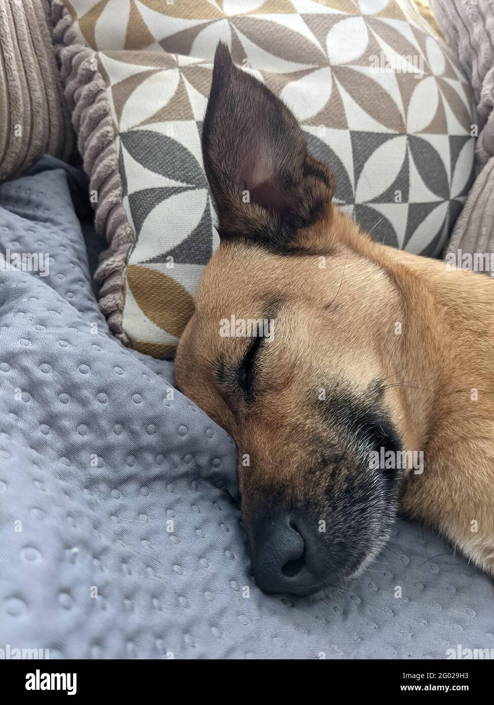 Adorabile cane piccolo dormire e rilassarsi Foto Stock
