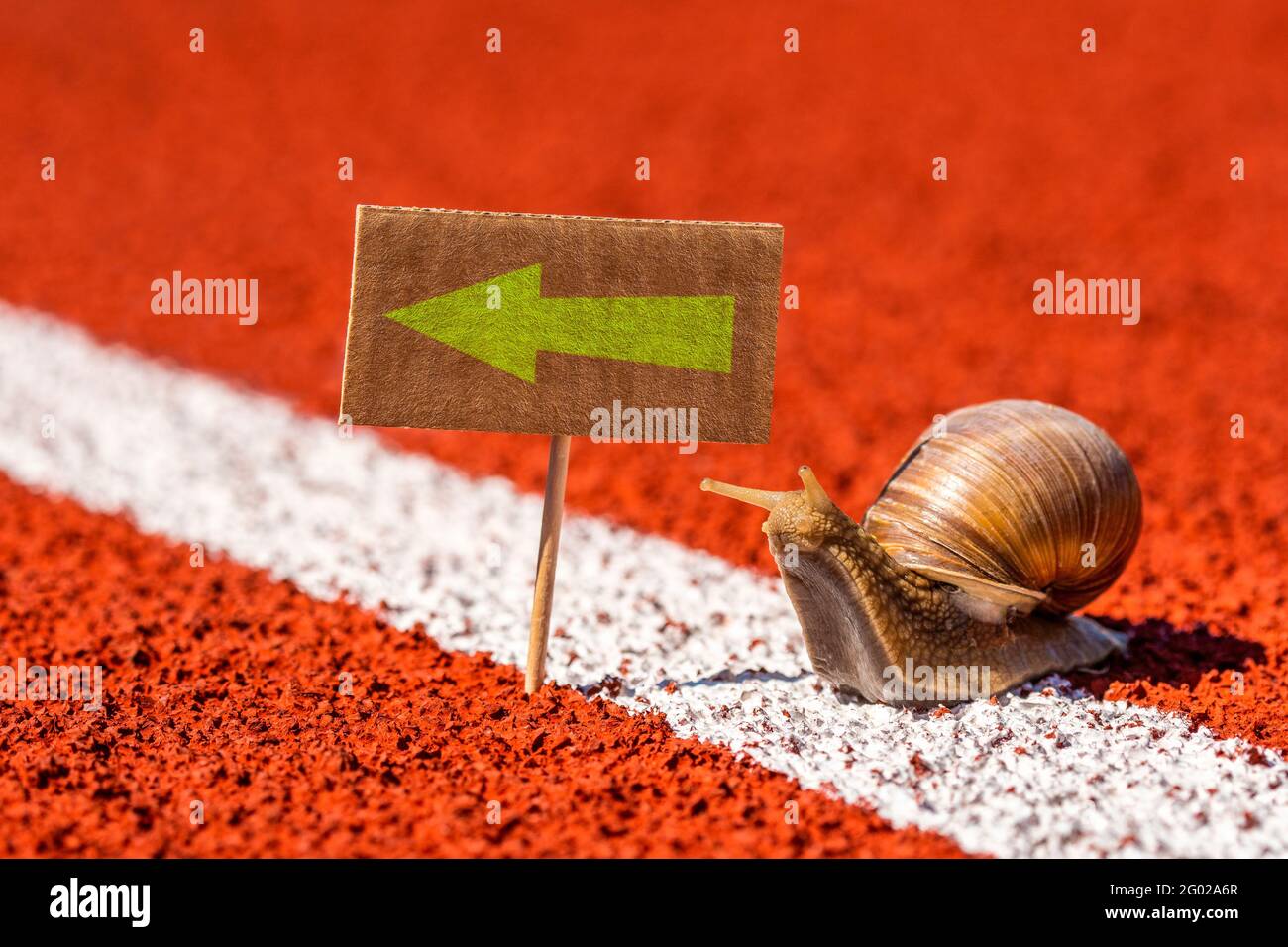 Lumaca guardando il segno con la freccia di direzione. Dicendo questo senso, quel senso, il concetto di senso contrario per perso, confusione o decisioni. Foto Stock